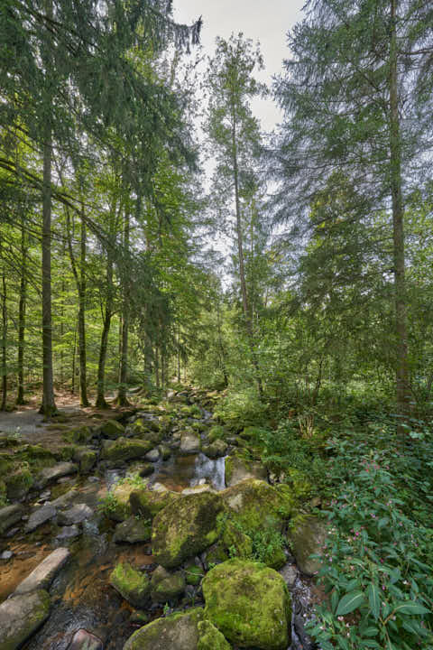 Gemeinde Waldkirchen Landkreis Freyung-Grafenau Saußbachklamm (Dirschl Johann) Deutschland FRG